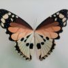 Papillon géant en bois pour décoration