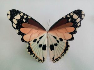 Papillon géant en bois pour décoration